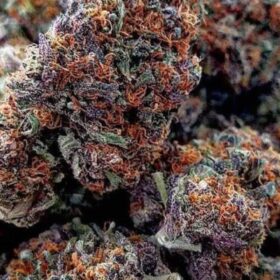 Gary Payton Weed Strain A Legendary Fusion of High